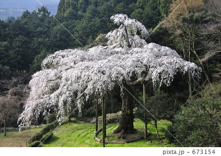 長興山・枝垂桜 長興山・枝垂桜 673154