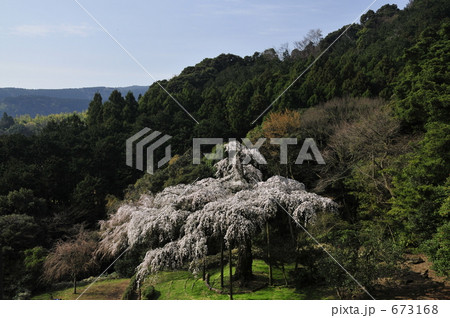小田原市、長興山・枝垂桜-1 673168