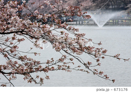桜と噴水 桜と噴水 673176