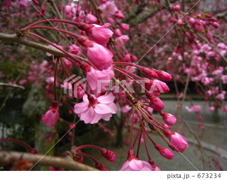 しだれざくら 673234
