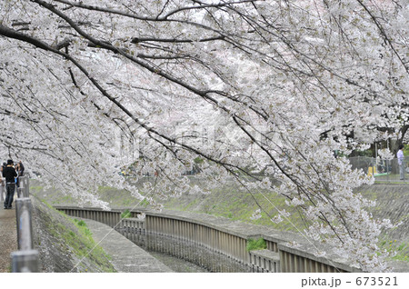 善福寺川の桜 673521