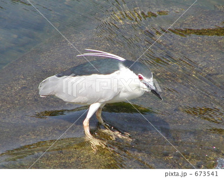 賀茂川のゴイサギ1 賀茂川のゴイサギ1 673541