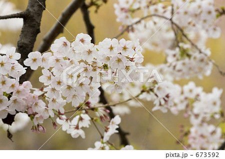 桜 673592