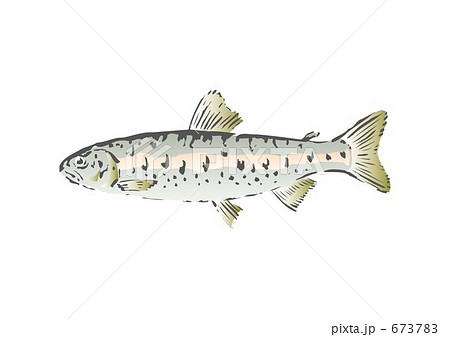 やまめ　０９０４０５　１６ 673783