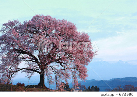 わに塚の桜 673990