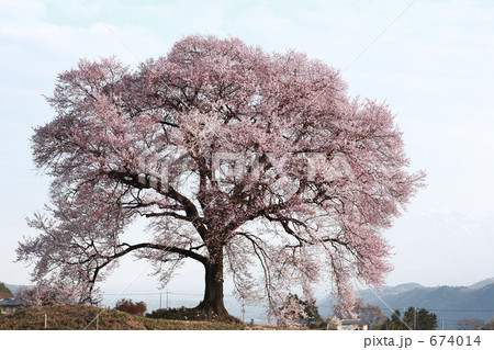 わに塚の桜 674014