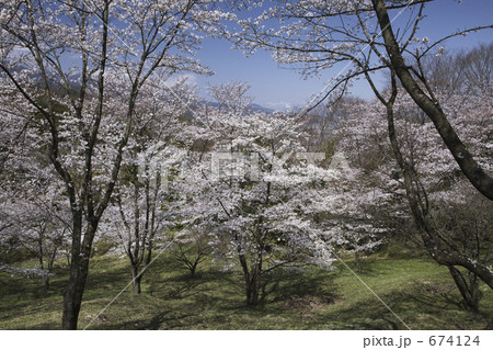 大法師公園の桜 674124