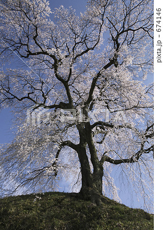 麻績の里石塚桜 麻績の里石塚桜 674146