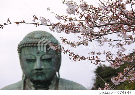 桜と大仏 674347