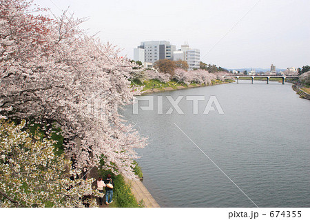 岡崎乙川の桜 674355