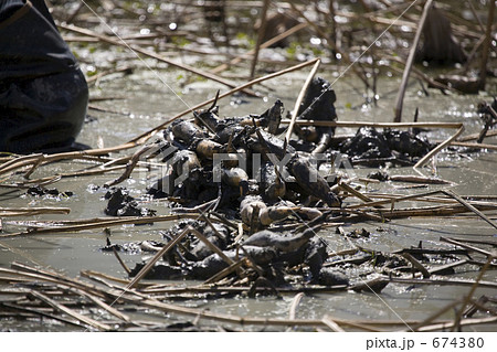 掘り出したレンコン 674380