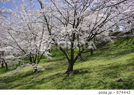 大法師公園の桜 大法師公園の桜 674442