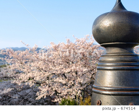 桜と擬宝珠 桜と擬宝珠 674514