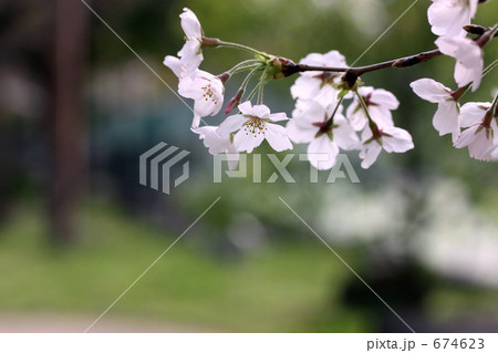 さくら 674623