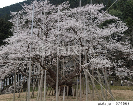 根尾薄墨桜 674663