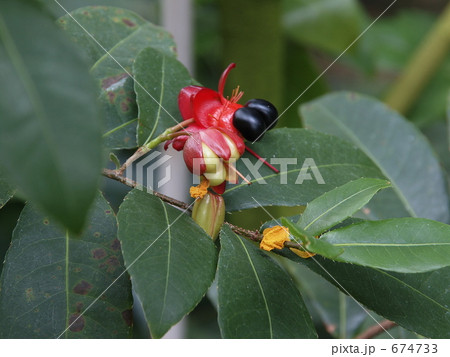 ミッキーマウスの木（黒い実・種） 674733