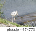 賀茂川のアオサギの狩り 674773