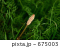 野原のつくし 675003