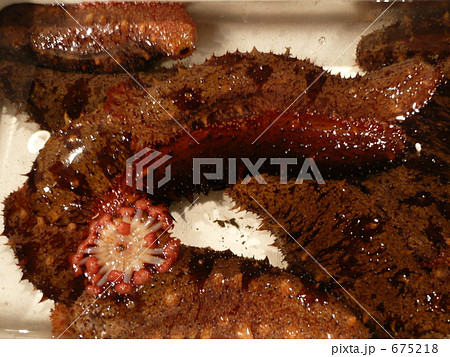 漁港のナマコ 675218