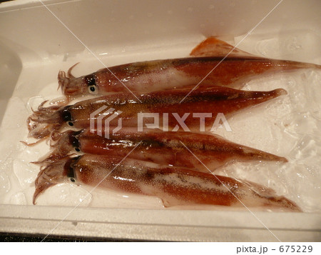 漁港のヤリイカ 675229