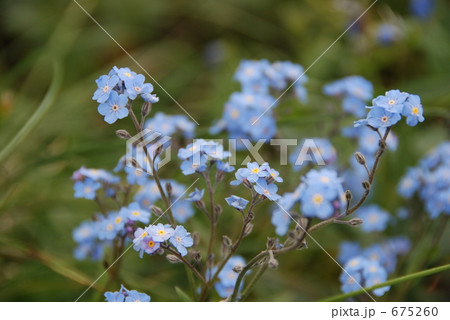忘れな草 忘れな草 675260