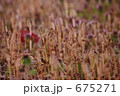 つくし 675271