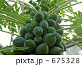 パパイヤ（ミドリ） 675328