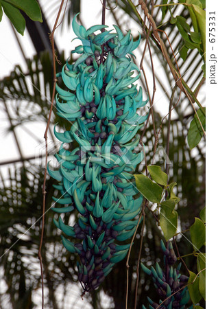 ヒスイカズラ（ジェードバイン） 675331