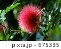 カリアンドラ 675335