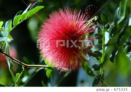 カリアンドラ カリアンドラ 675335