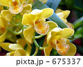 蘭 675337
