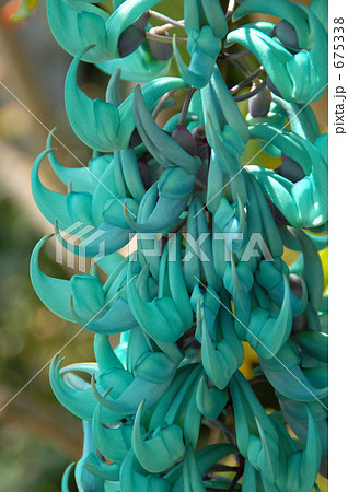 Jade juice (Jade Vine) - Stock Photo [675338] - PIXTA