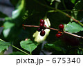 コーヒーの実 675340