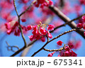 カンヒザクラ 675341