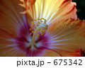 ハイビスカス 675342