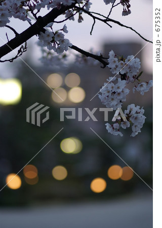 公園のさくら 675352