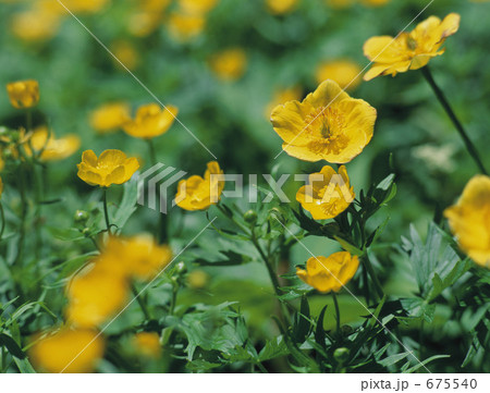 シナノキンバイ 675540