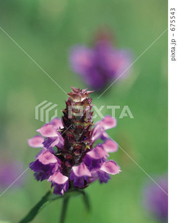 ウツボグサ ウツボグサ 675543