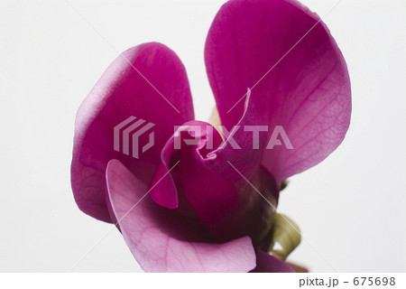 Dogwood 675698