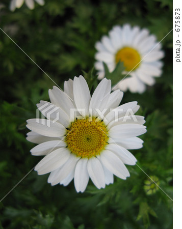 寒さに負けないスノーポール 寒さに負けないスノーポール 675873