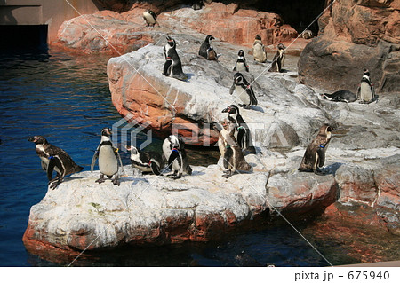 大洗水族館のペンギンたち 675940