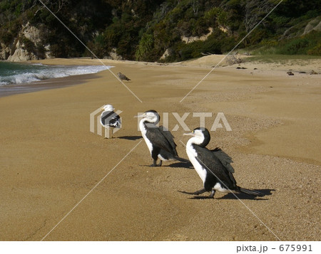 ニュージーランドの野鳥 海鵜 ニュージーランドの野鳥 海鵜 675991