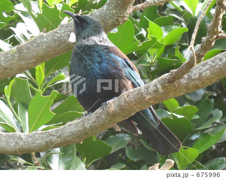 ニュージーランドの野鳥 675996