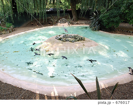ロンドン動物園のペンギン ロンドン動物園のペンギン 676017