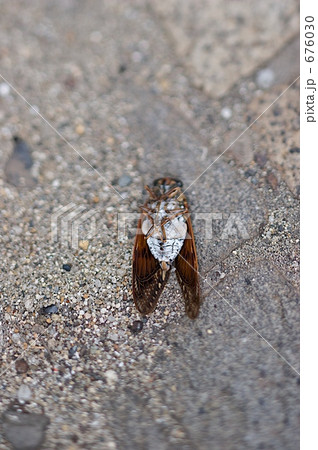 夏の終わり 夏の終わり 676030