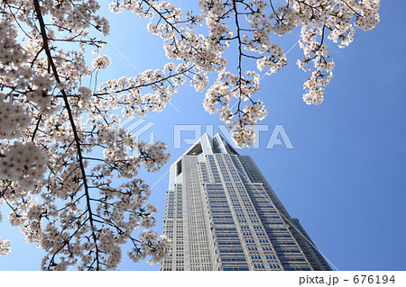 咲き誇る都庁の桜 676194