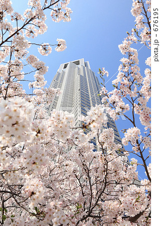 咲き誇る都庁の桜 咲き誇る都庁の桜 676195