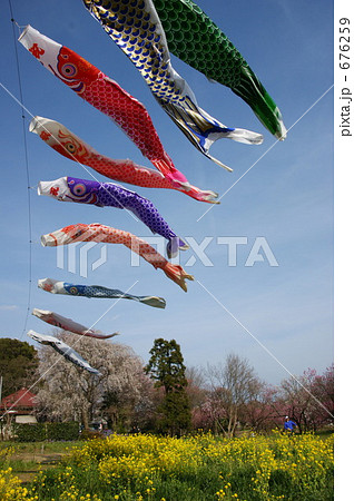 鯉のぼり 676259