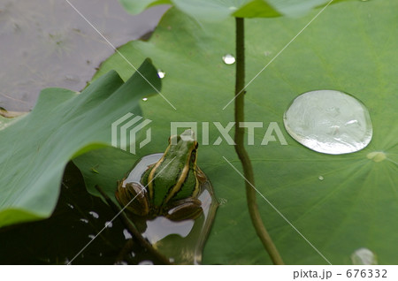 蓮の葉にのっている雨蛙 蓮の葉にのっている雨蛙 676332