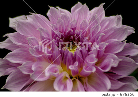 大輪の紫のダリアの花 676356